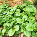 Basella alba Green Malabar spinach Seeds