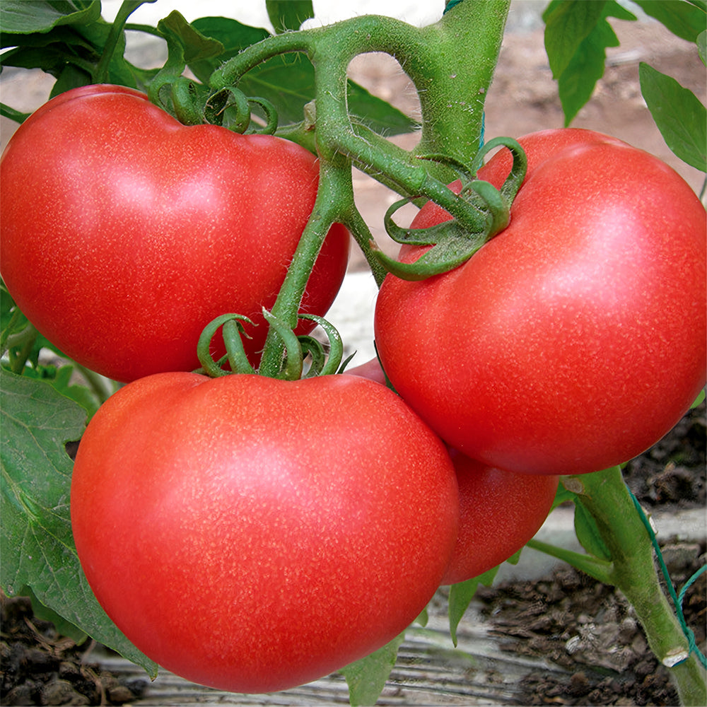 'China Veggies No.4' Tomato