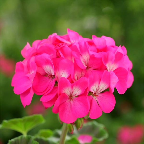 Geranium Seeds - Horizon Neon Rose Hybrid F1