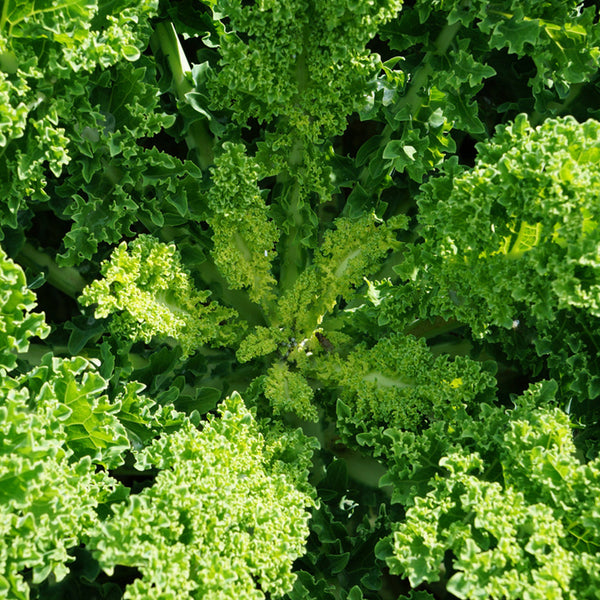 'Blue Ridge' Kale Seeds