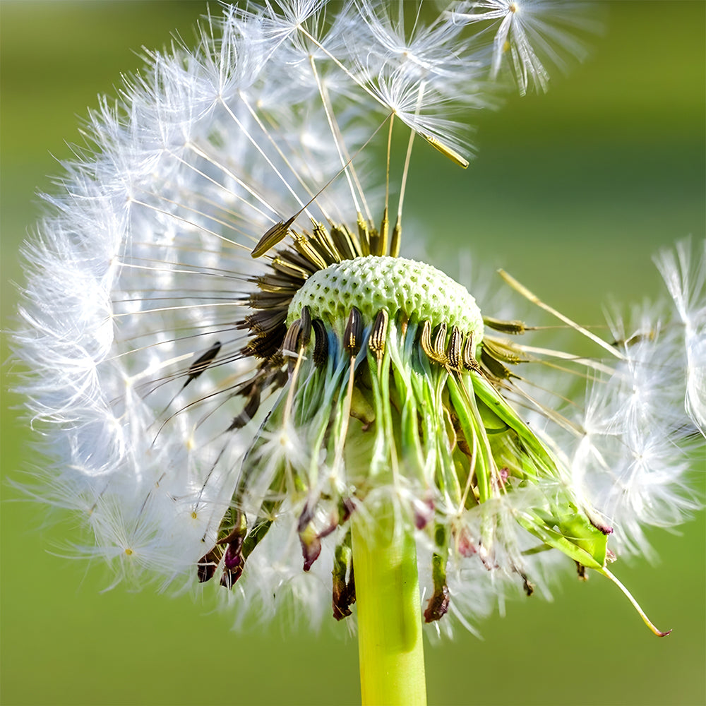 Yellow Dandelion Seeds