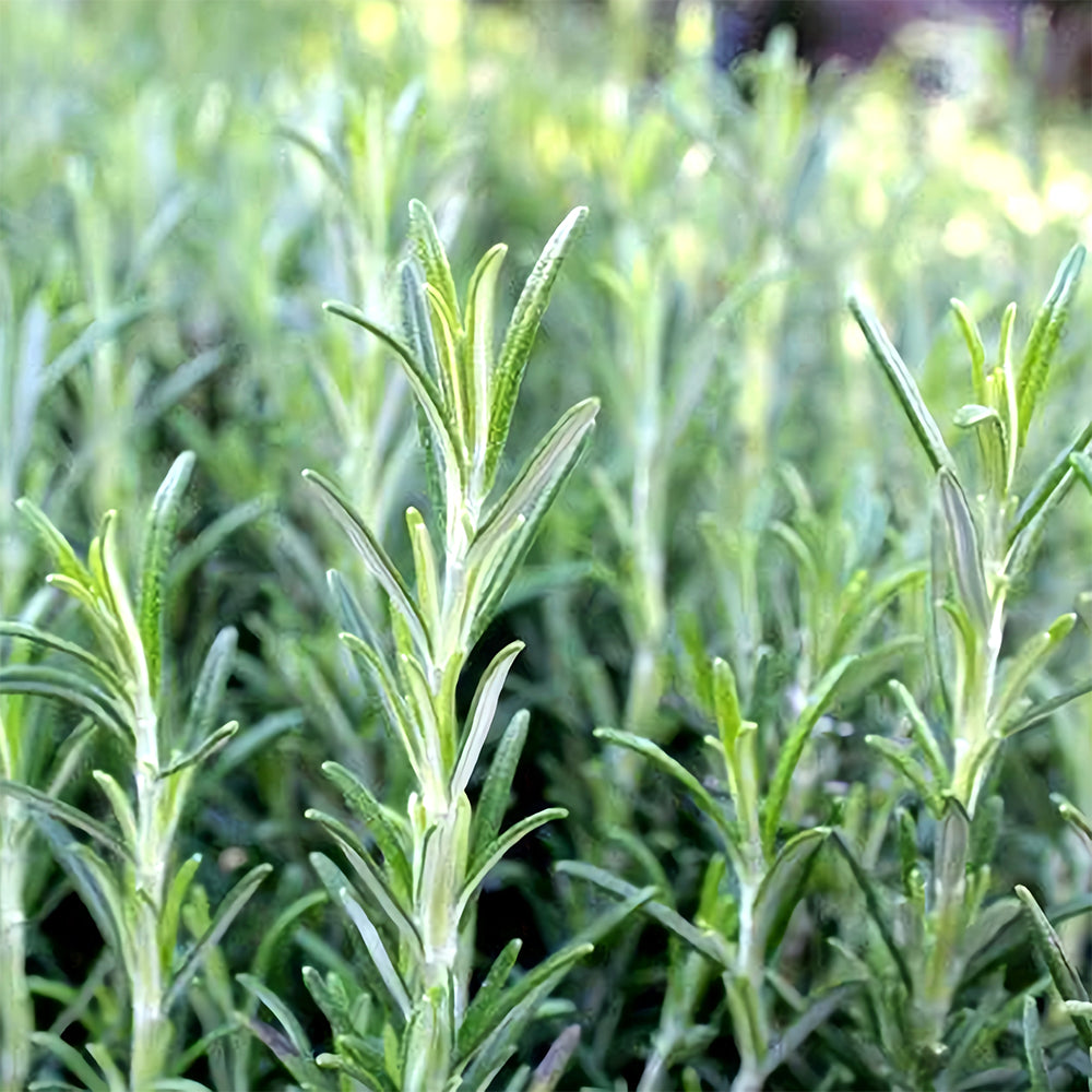 Rosemary Seeds