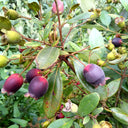 Rhodomyrtus Tomentosa
