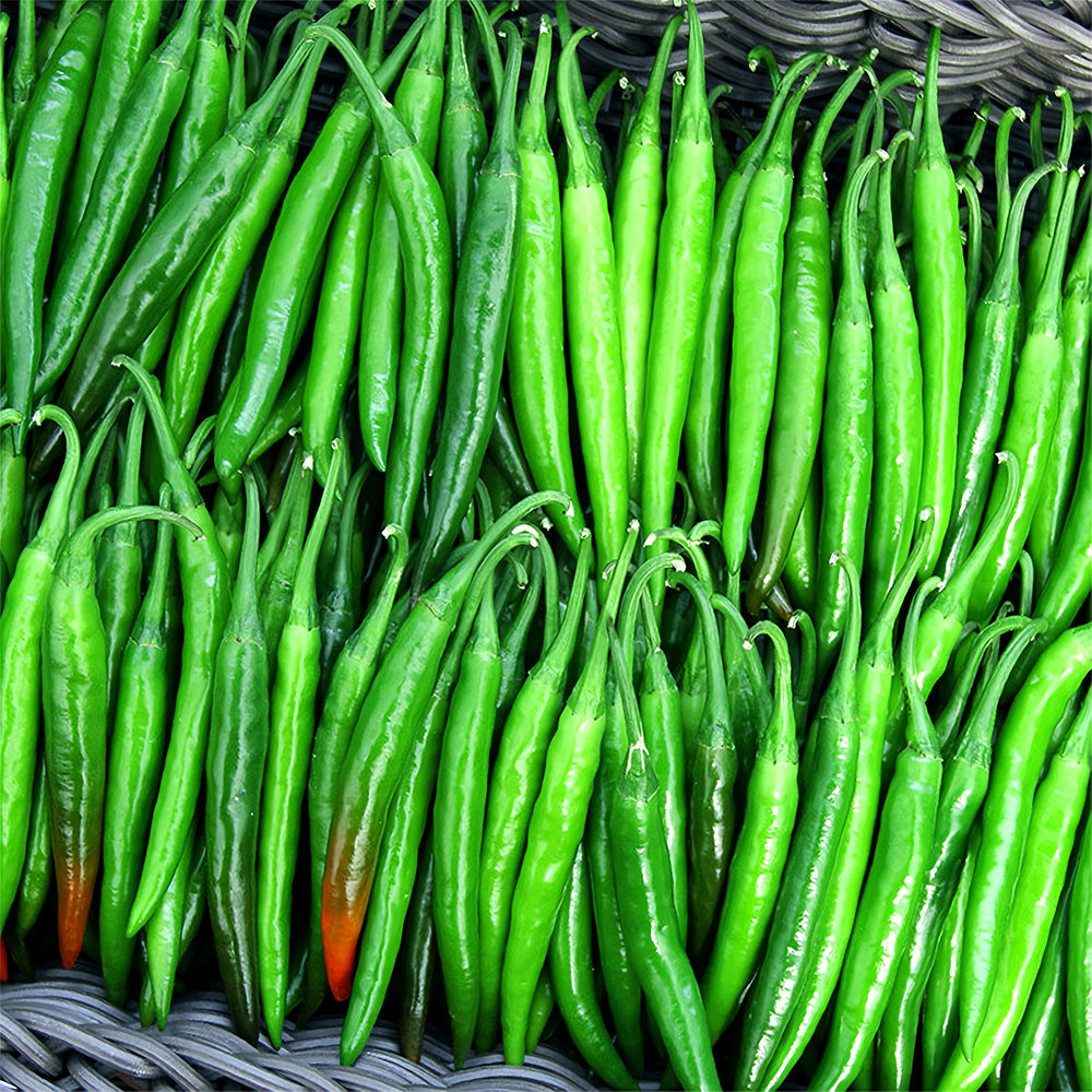 Red Hot Chili Pepper Seeds