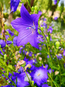 Ballon Flower, Blue