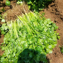 Jingyan Organic Coriander