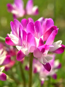 Chinese Milk Vetch