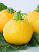 Round zucchini, Yellow