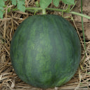 'Seedless Kylin' Series Seedless Watermelon Seeds