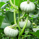 Silver Chestnut Pumpkin Hybrid Seeds