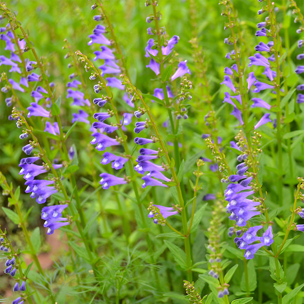 Barbed Skullcap Seeds