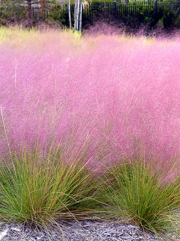 Pink Muhly Grass