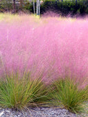Pink Muhly Grass