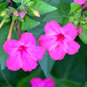 Four O'clock Flower (Mirabilis jalapa) Seeds