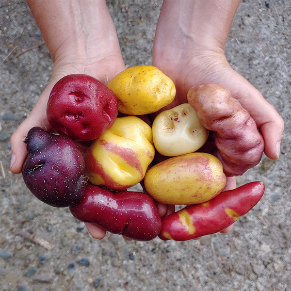 Peruvian Andean Potato Seeds