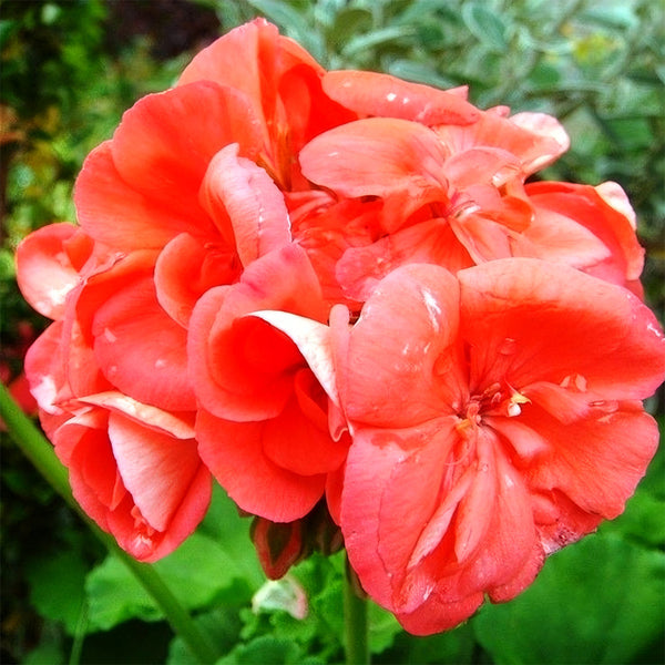 Geranium Seeds - Hrizon Coral Spice