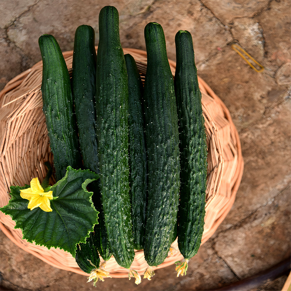 'Jinyan No.4' Thorny Green Cucumber