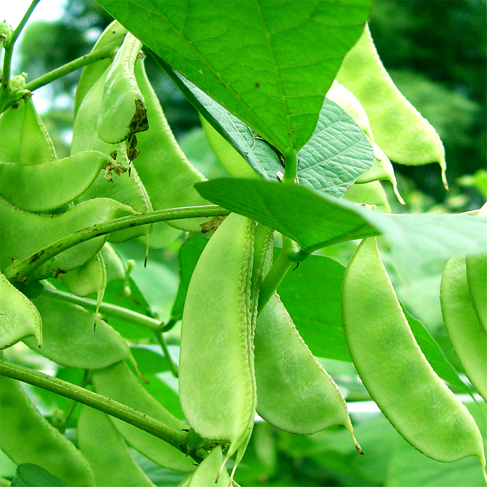 Refreshing Green Hyacinth Bean Seeds