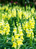 Tall Snapdragon, Yellow