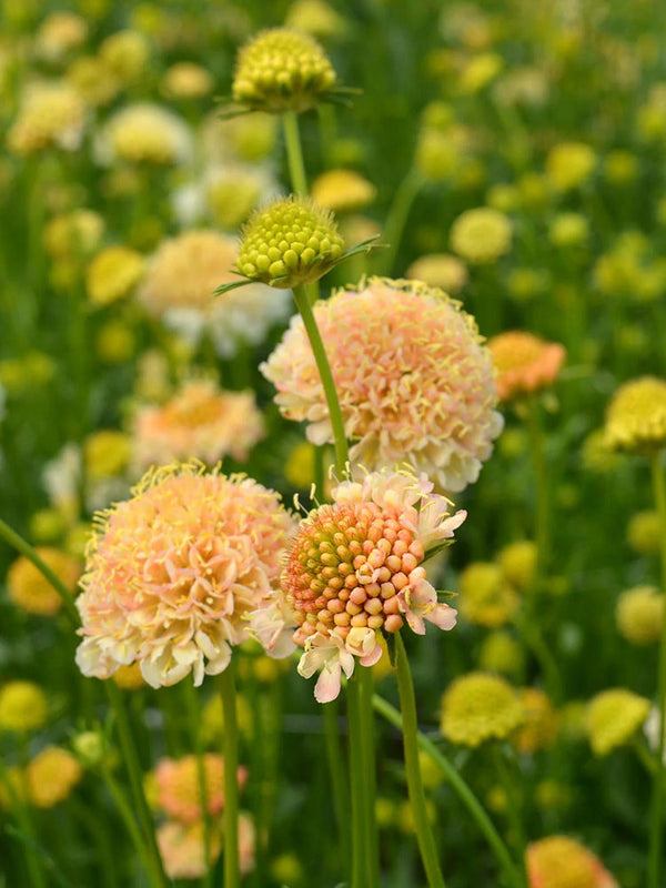 Scabiosa 'Fata Morgana'