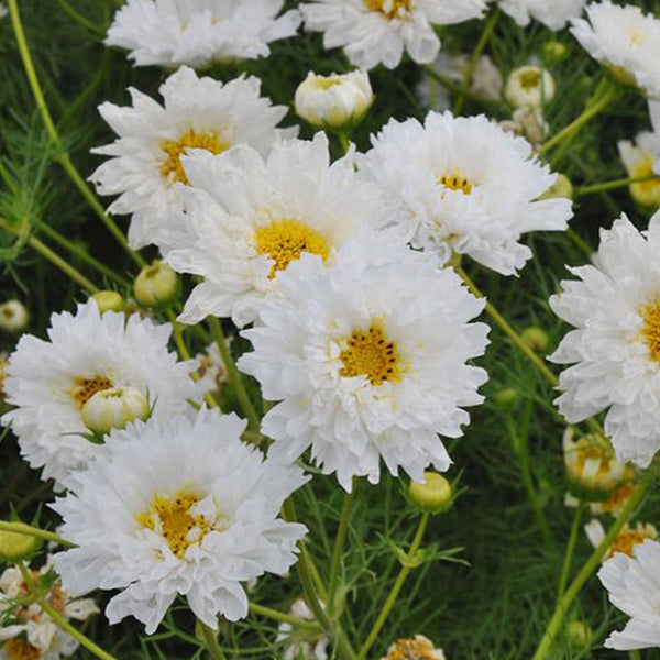 Cosmos bipinnatus 'Double Click Snow Puff'