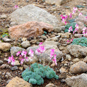 Dicentra peregrina Seeds - Lovely Pink Heart-shaped Blooms