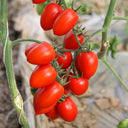 'Red Saint' Cherry Tomato