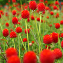 Vibrant Globe Amaranth Seeds