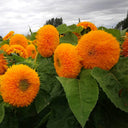 'Teddy Bear' Dwarf Sunflower Seeds