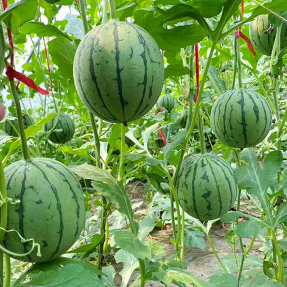 'Apis Forea' Series Bonsai Watermelon Seeds