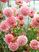 Scabiosa 'Salmon Pink'