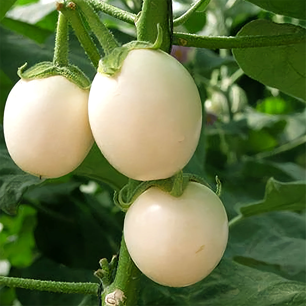 'White Baby' Round Eggplant Seeds