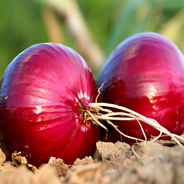 Red Onion Seeds