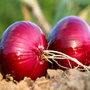 Red Onion Seeds