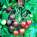 'Purple Pearl' Cherry Tomato Seeds