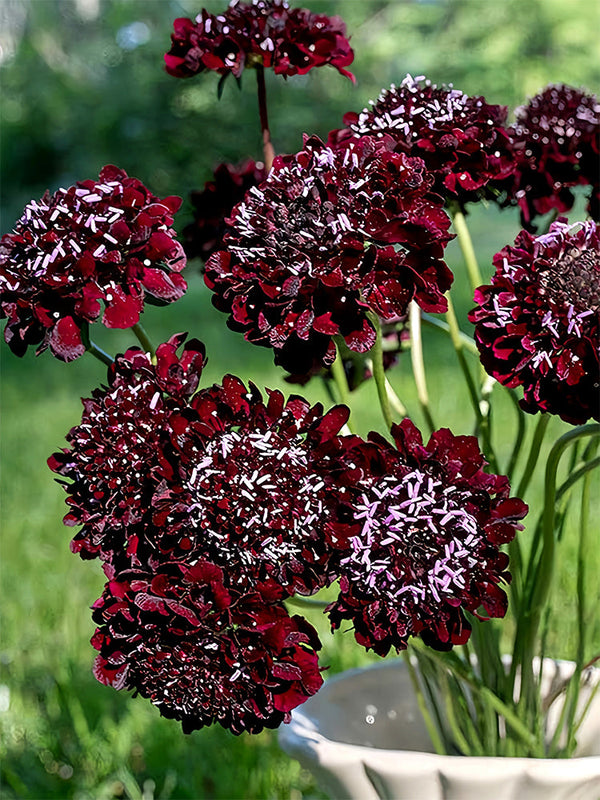 Scabiosa Atropurpurea, Black