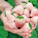 'Littile White' Series Small White Strawberry