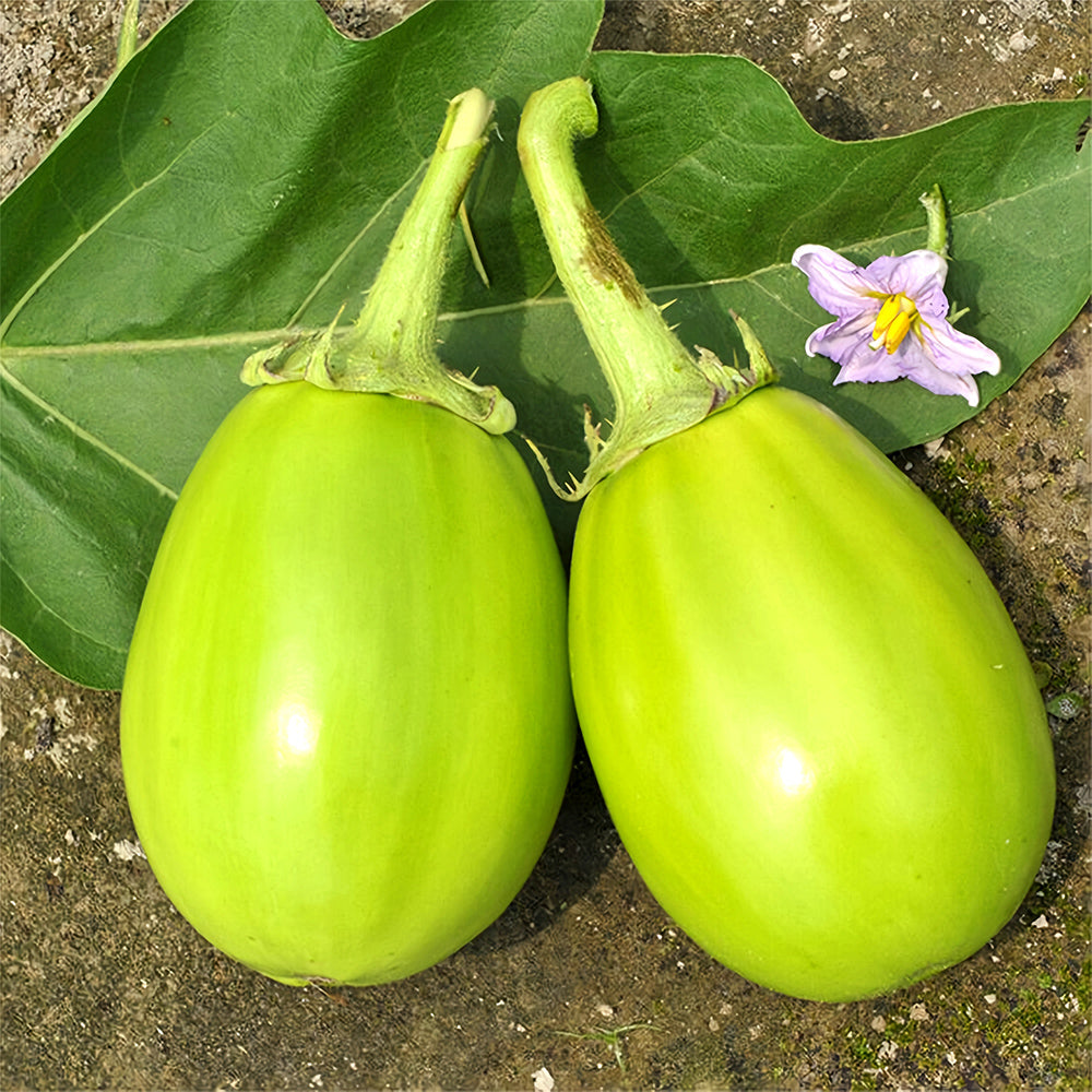 'Xi'an Green Can' Eggplant Seeds