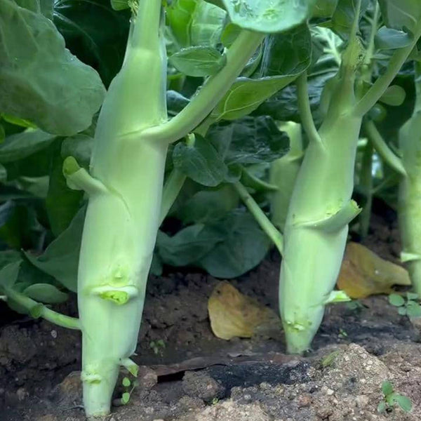 Jingyan Huge Stem Gai Lan