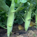 Jingyan Huge Stem Gai Lan