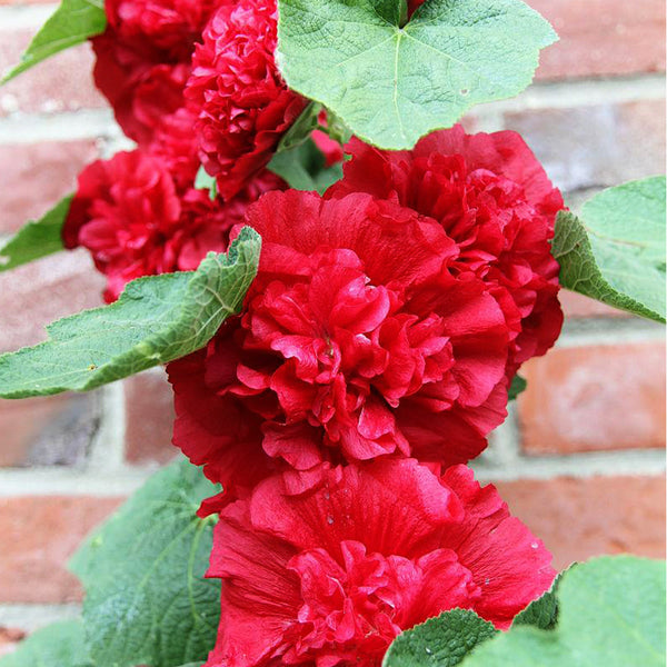 Alcea 'Nostalgia Red'