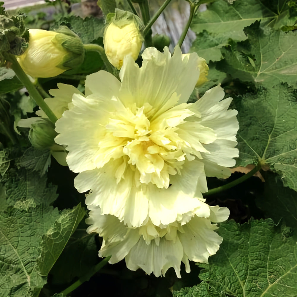 Alcea 'Junle Lemon'