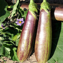 'Sichuan Bamboo Silk' Eggplant Seeds