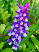 Hairy Vetch, Purple