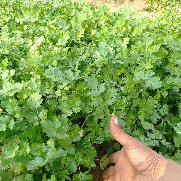 Jingyan Fast-growing Coriander