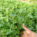 Jingyan Fast-growing Coriander