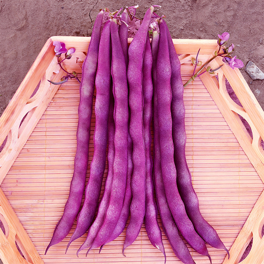 Purple Snap Bean Seeds