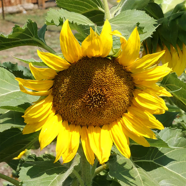 Sunflower F1 Seeds (35cm)