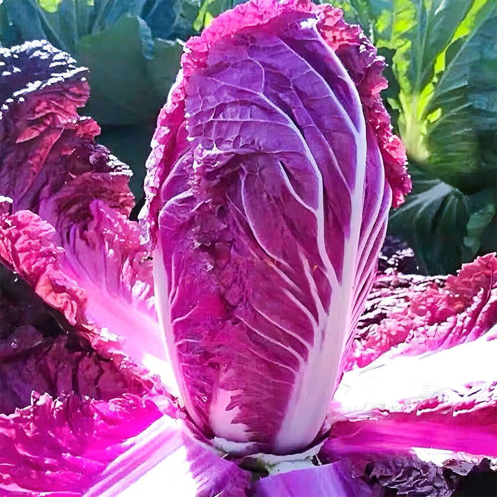 Jingyan Red Napa Cabbage Seeds