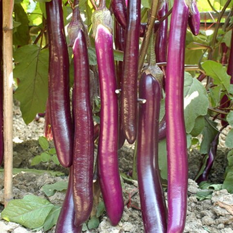 'Hang Zilong' Purple Eggplant Seeds